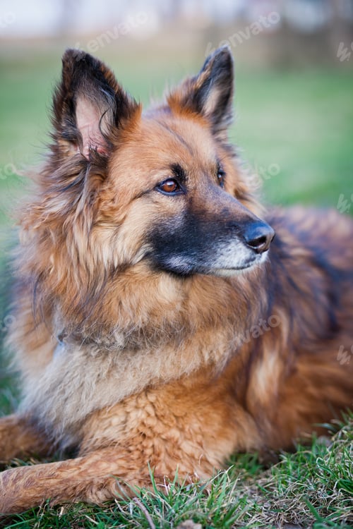 Preview: Belgian Shepherd Dog