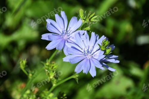 Preview: Chicory is also known as blue daisy, coffeeweed, cornflower, ragged sailors, wild bachelor's buttons
