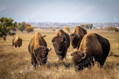 Preview: several bison standing in a grassy field next to trees to their backs