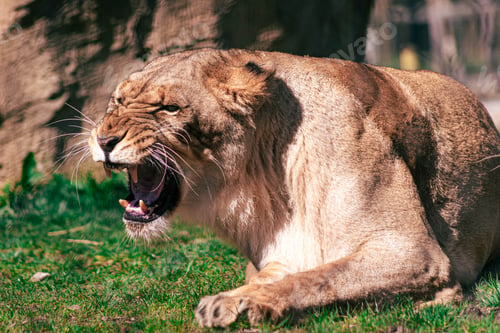 Preview: Closeup shot of a female lion displaying a majestic roar in the wild