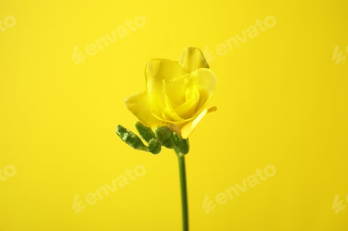 Preview: Beautiful freesia with fragrant flowers on color background