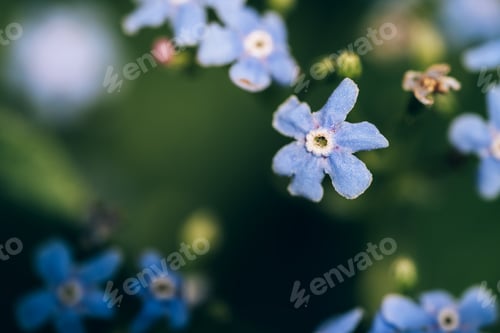 Preview: Blooming myosotis flowers under sunlight against a blue background