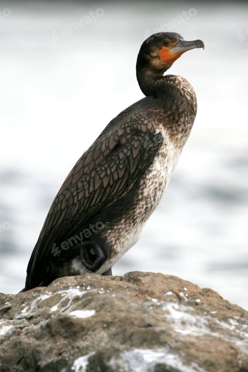 Preview: Bird - Nile River - Bujagali Falls + River in Uganda, Africa