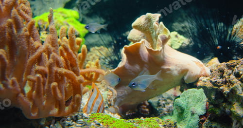 Preview: Close up of Rhodeus uyekii amarus, European bitterlingon, copperband butterflyfish, Chelmon