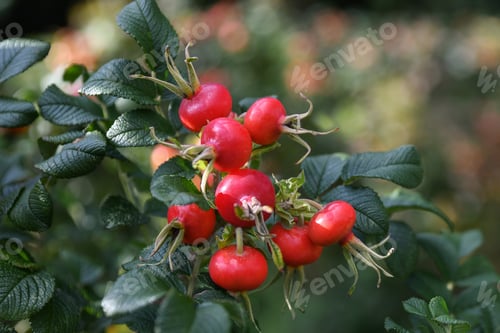 Preview: Red rose hips hanging on a branch at autumn