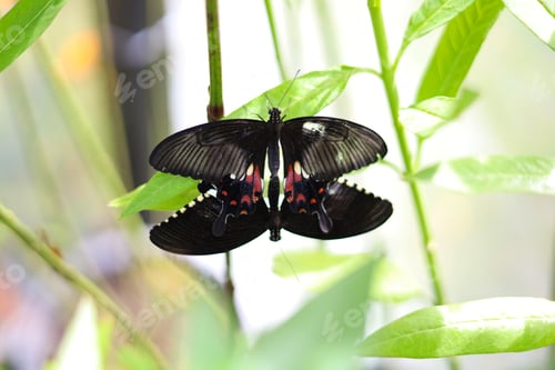 Preview: A beautiful butterfly sips sweet nectar from the vibrant garden flowers