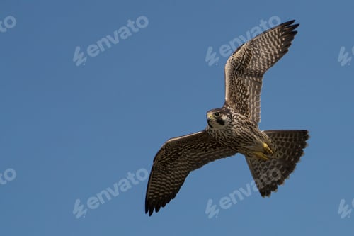Preview: Peregrine Falcon bird flying in blue sky