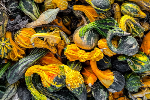 Preview: pumpkin fruit harvest different types and varieties of pumpkins fresh food snack outdoor copy space