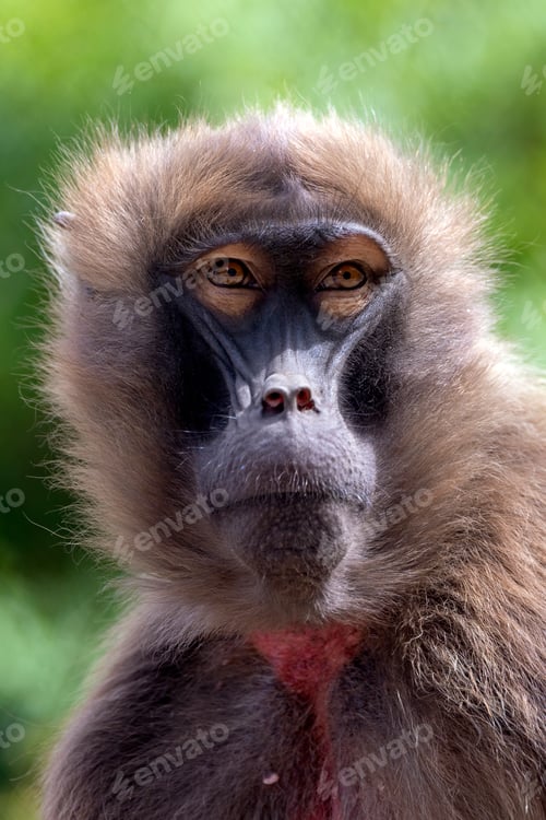 Preview: The gelada (Theropithecus gelada), sometimes called the bleeding-heart monkey or the gelada baboon