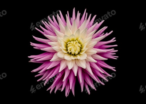 Preview: Close-up of a vibrant pink and white dahlia flower against a black background