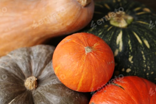 Preview: Many fresh pumpkins as background, closeup. Gourd family
