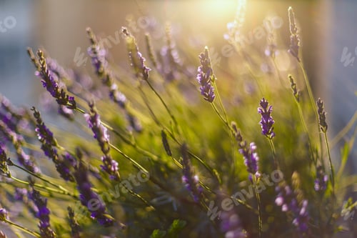 Preview: Lavender field in sunlight