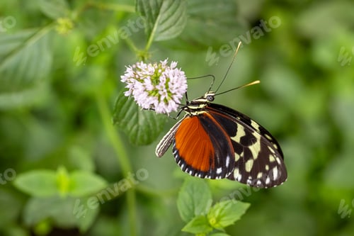 Preview: Colorful butterfly Heliconius hecale sitting on a leaf.