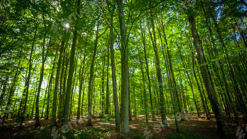 Preview: forest trees. nature green wood