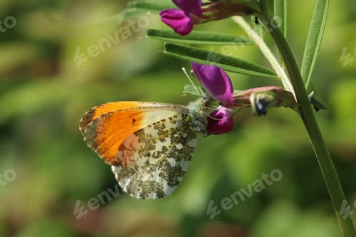 Preview: blossom, flora, plant, pink, green, background, beautiful, insect, butterfly