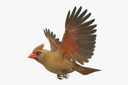 Preview: Female Northern Cardinal - Cardinalis Cardinalis
