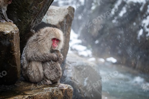Preview: Snow monkey