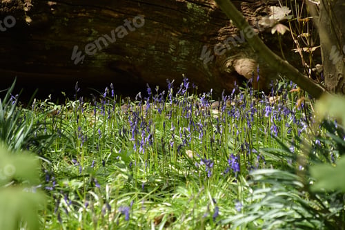 Preview: bluebells flowering in the wild woodlands