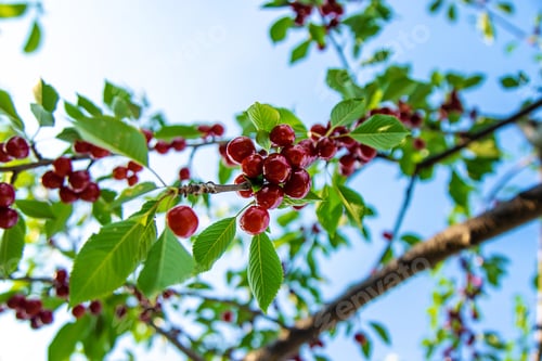 Preview: Ripe cherries in the garden. Selective focus.