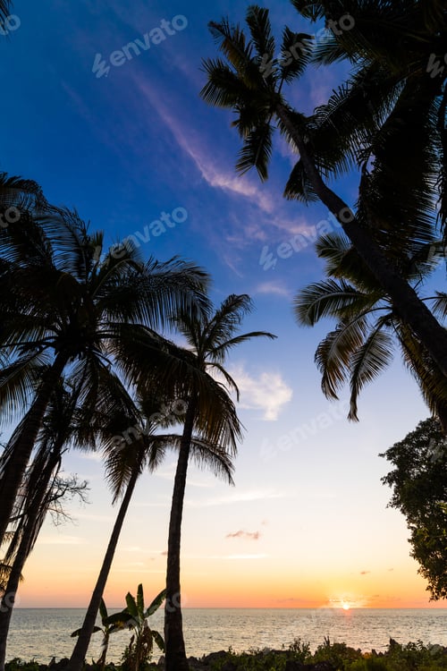Preview: Exotic palms growing at seaside in Caribbean in sunset lights.