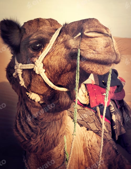 Preview: Camel in the Thar Desert Transpotation Heat Concept