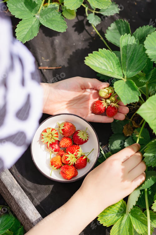 Preview: Girl picking strawberries in a bowl on a bed in the garden vertical view