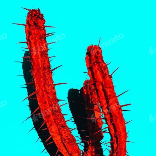 Preview: Red Cactus with shadow. Creative design. Minimal art gallery