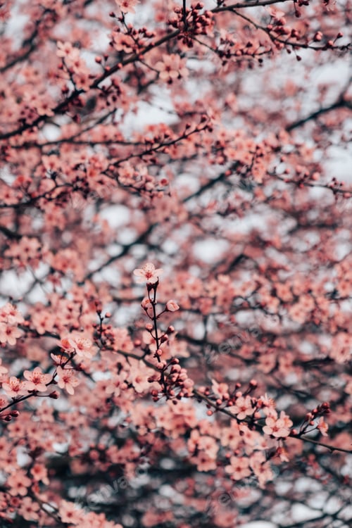 Preview: Spring blossoms.