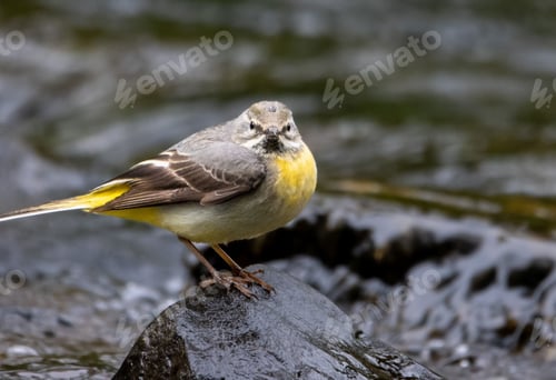 Preview: Yellow Mountain Wagtail (Motacilla cinerea) bird perched on a rock near a tranquil lake