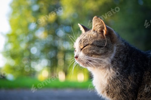 Preview: Beautiful fluffy cat portrait on summer nature background.