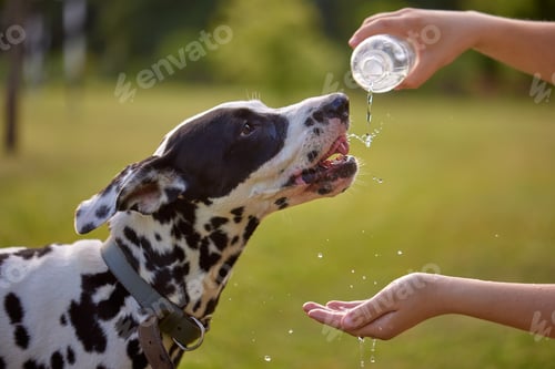 Preview: The dog drinks water from a plastic bottle. Pet owner taking care of his dalmatian on a hot day