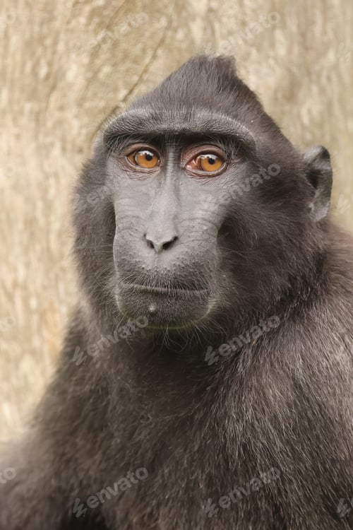 Preview: Closeup photo of a crested macaque (Macaca nigra)