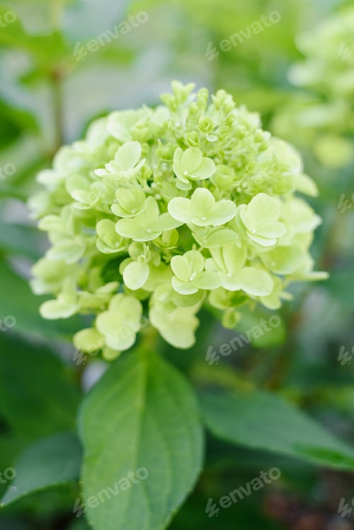 Preview: Closeup Of Bonfaire Panicle Hydrangea Beginning To Bloom