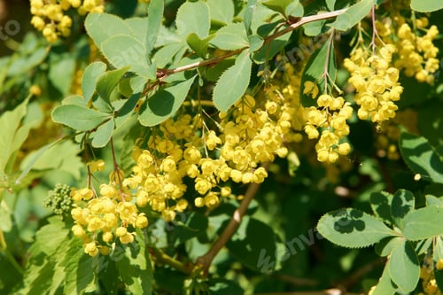 Preview: Flowering branch of barberry plant in the park on a sunny day.