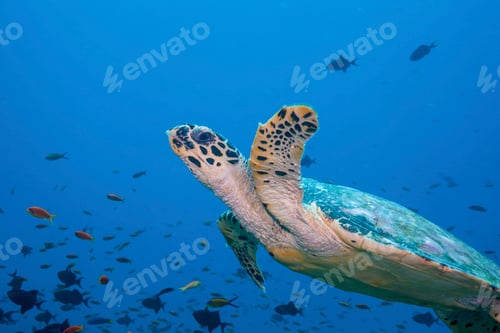 Preview: Hawksbill Turtle close up shot with school of fish on background underwster shot