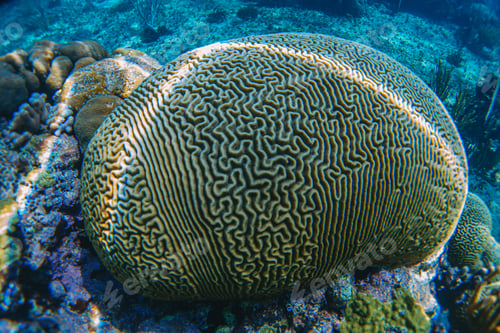 Preview: coral reef macro ,texture, abstract marine ecosystem background on a coral reef