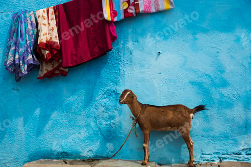 Preview: Goat in front of color wall