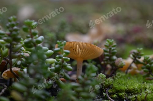 Preview: Close-up at green roof. Turf with micro plants and fungi on garden shed. Macro forest. Eco roof.
