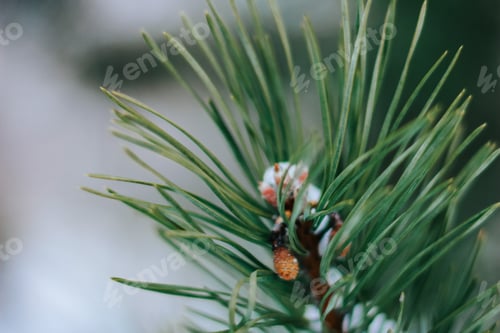 Preview: Pine branches are covered with snow. Coniferous tree. Christmas, winter, New Year, nature background