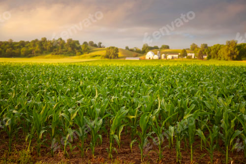 Preview: Selective focus early morning view of young corn and a farm on a rainy day