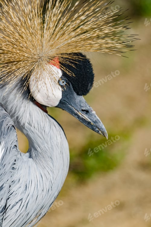 Preview: Beautiful grey crowned Common crane (Grus Grus)