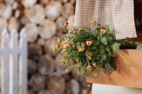 Preview: Blooming flowers in wooden box, checkered cloth.