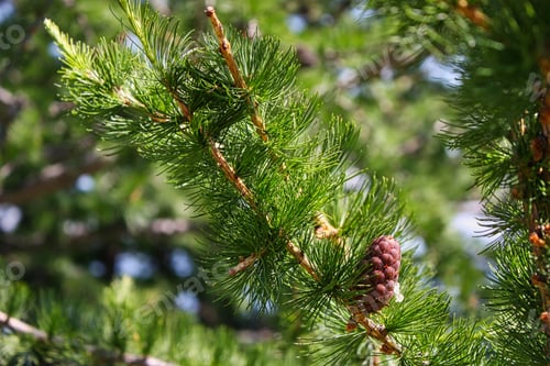 Preview: The branch of a pine