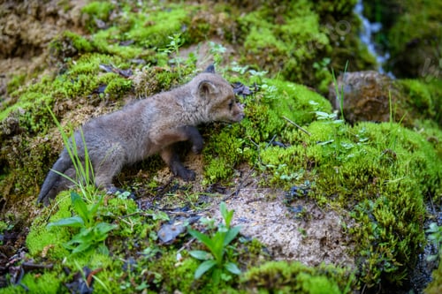 Preview: Red fox, vulpes vulpes, small young cub in forest. Cute little wild predators in natural environment