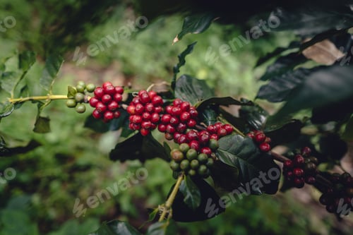 Preview: Red ripe coffee cherry beans at a coffee plantation