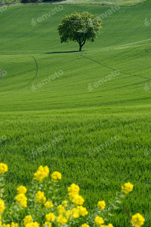 Preview: Beautiful shot of a landscape under the cloudy skies