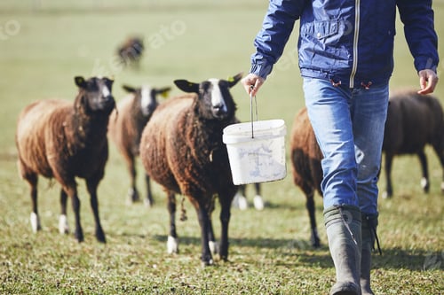 Preview: Sunny morning on the rural farm