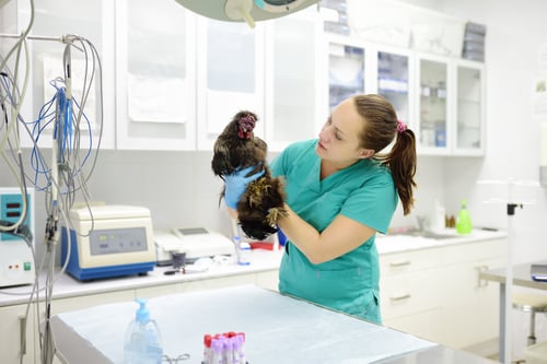 Preview: Veterinarian inspection of chicken. Veterinary clinic during work. Farm animals health. Chicken