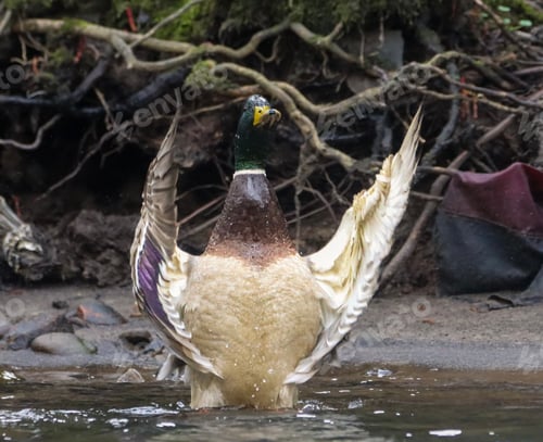 Preview: Mallard Duck with wings outstretched standing in pond