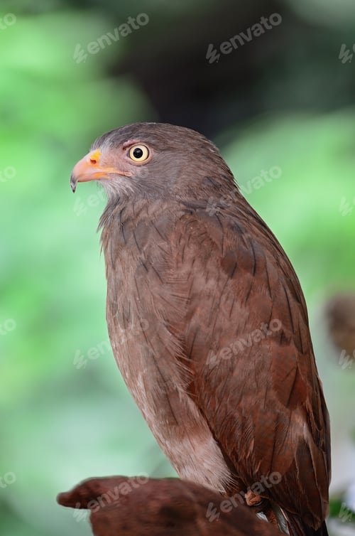 Preview: Rufous-winged Buzzard